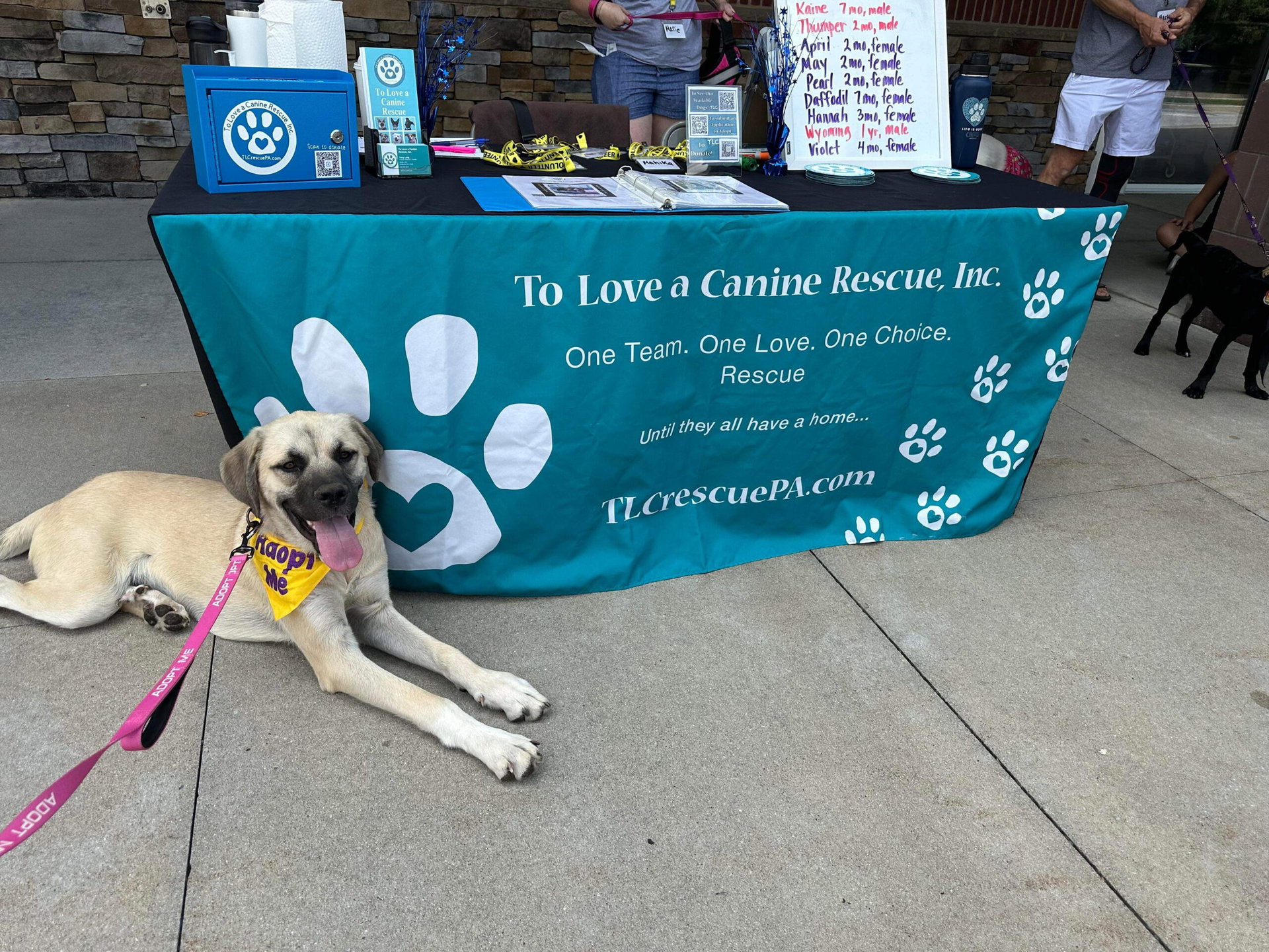 Comedy Fundraiser to benefit To Love A Canine Rescue at SoulJoel's Comedy Club